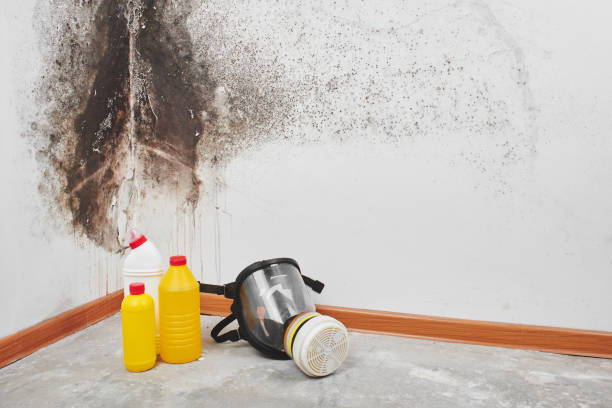 Best Industrial Mold Remediation in Slater, MO